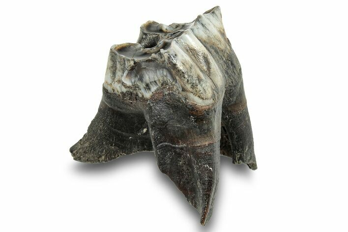 Fossil Woolly Rhino (Coelodonta) Tooth - Siberia #253956